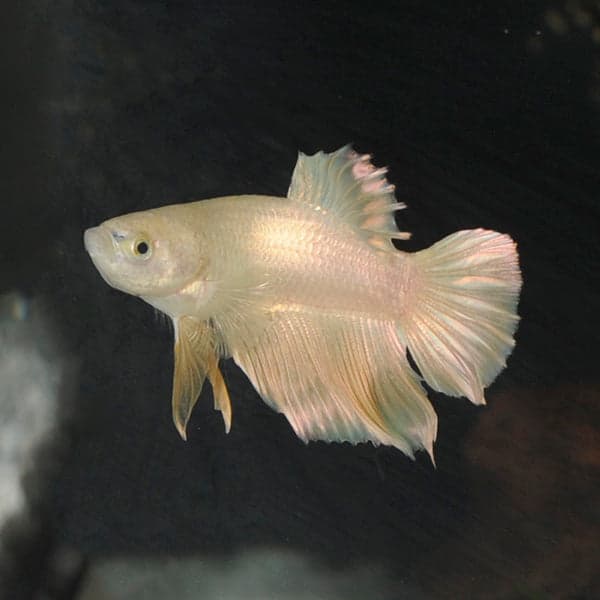 24K Gold Betta (Male)
