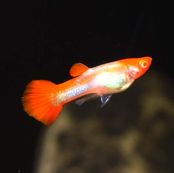 Albino Koi Guppy