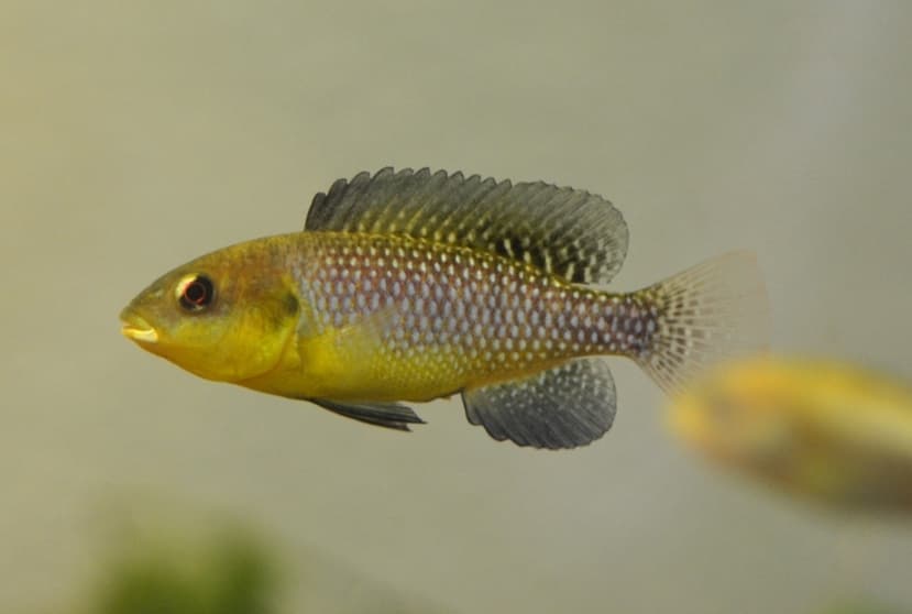 Soda Cichlid