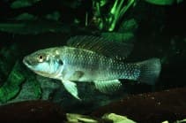 Graham's Soda Cichlid