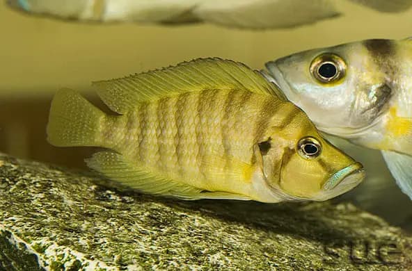 Compressed Cichlid