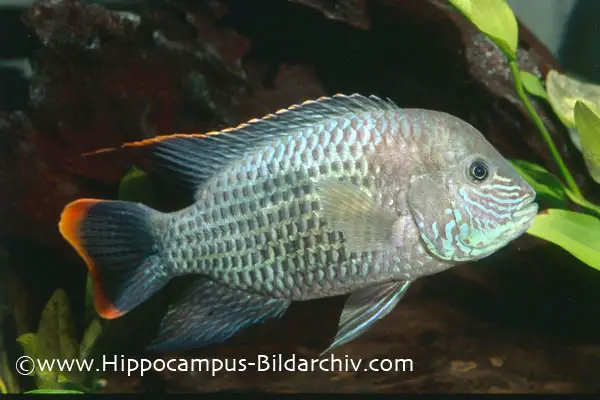 Green Terror Cichlid