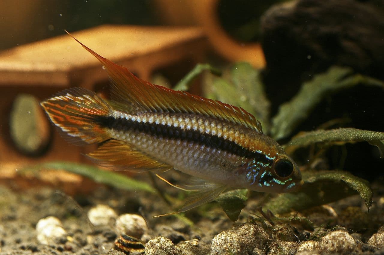 Agassiz's Dwarf Cichlid
