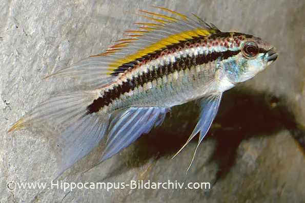 Two-Striped Dwarf Cichlid
