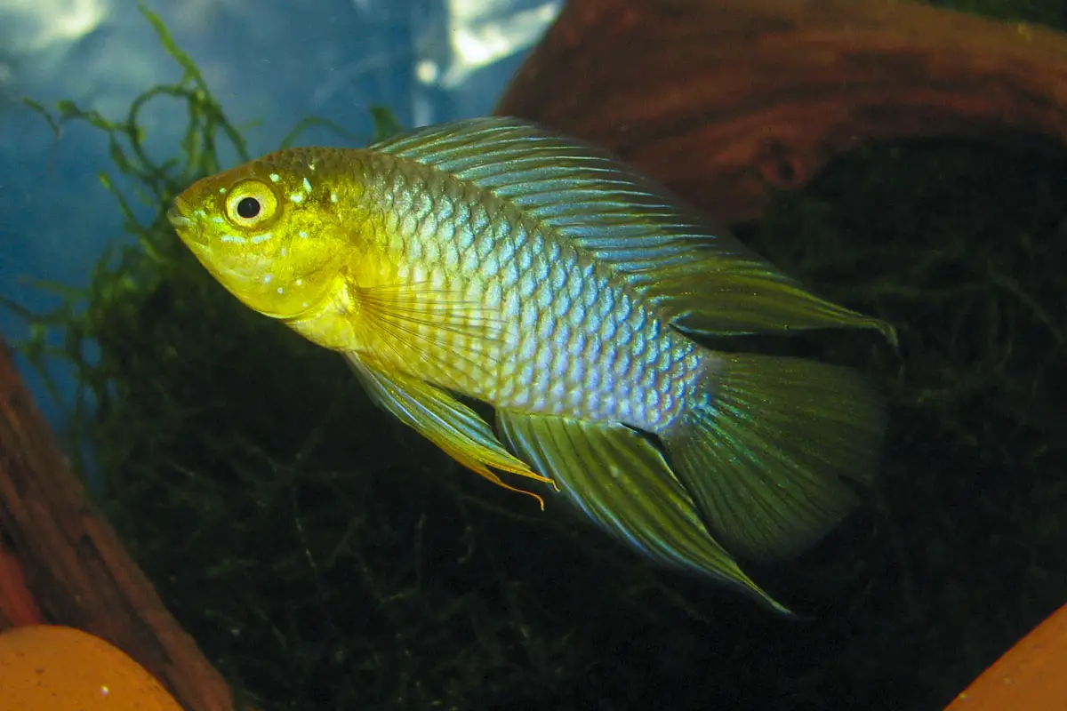 Borelli's Dwarf Cichlid