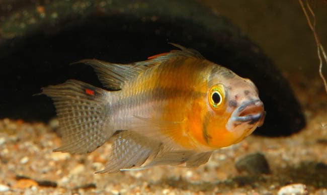Cockatoo Cichlid