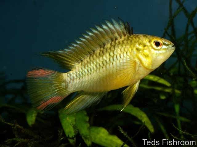 Apistogramma hoignei