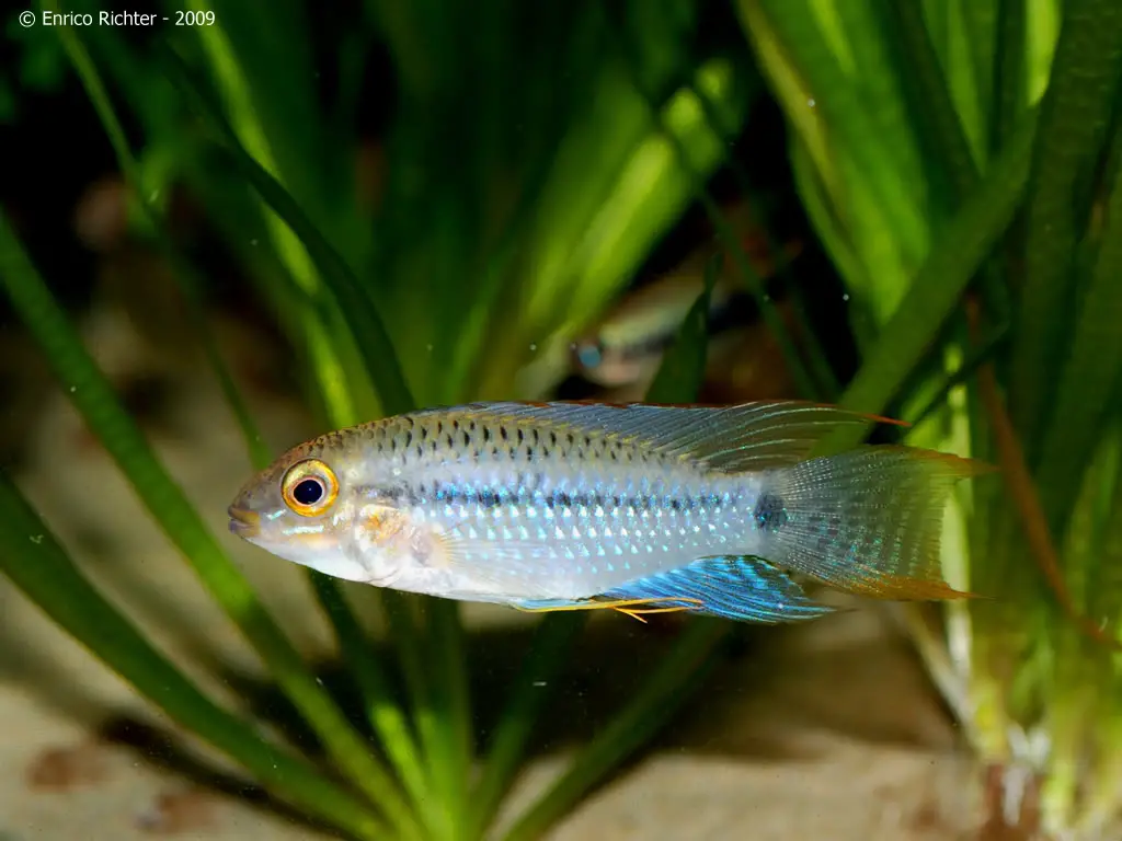 Steindachner's Apisto