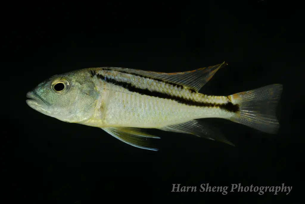 Aristochromis christyi