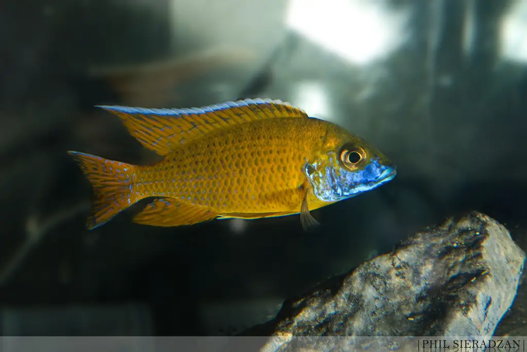 New Yellow Regal Peacock