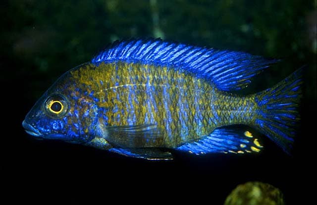 Northern Aulonocara