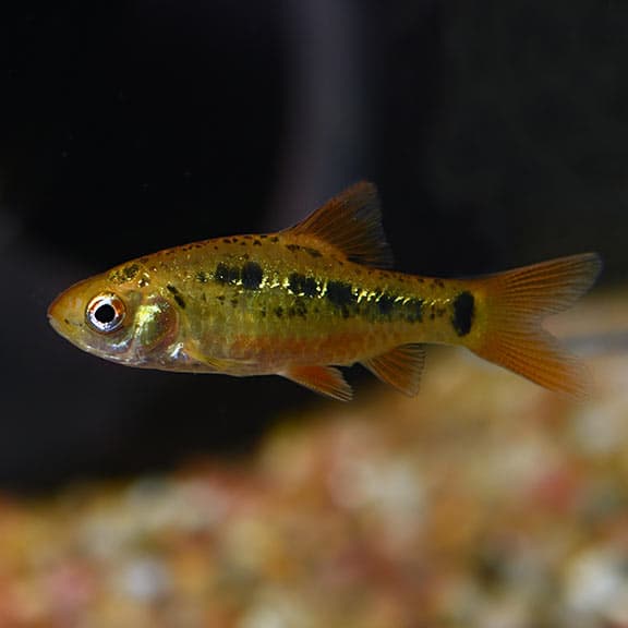 Goldfinned Barb