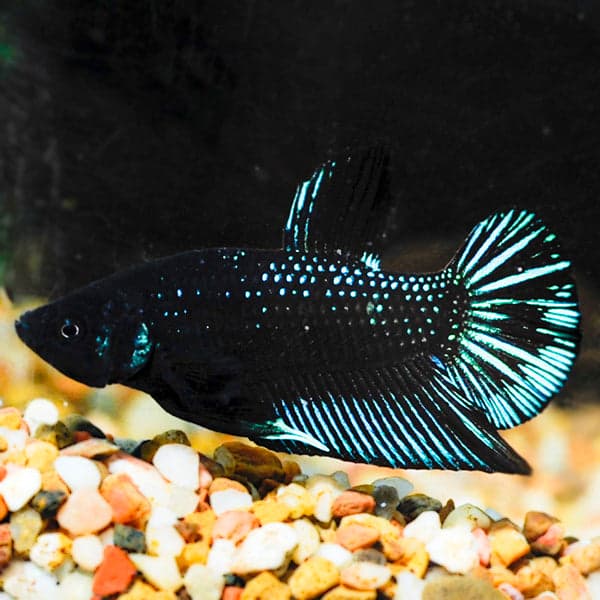 Black Starfire Plakat Betta (Male)