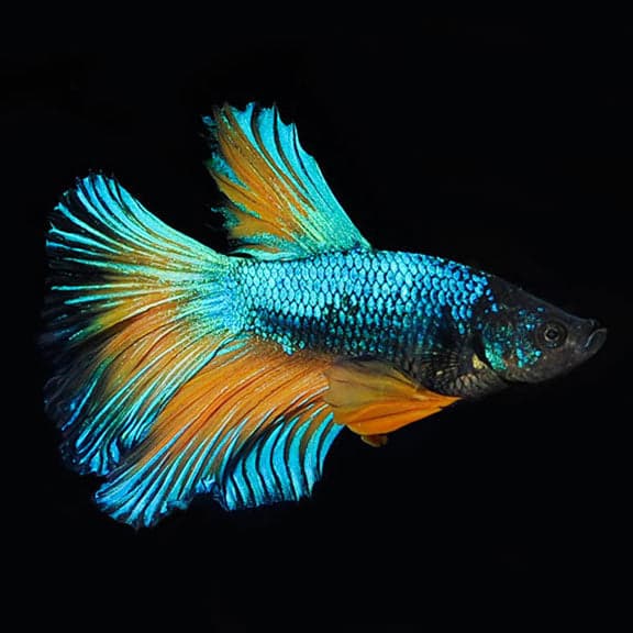 Blue Mustard Betta (Male)