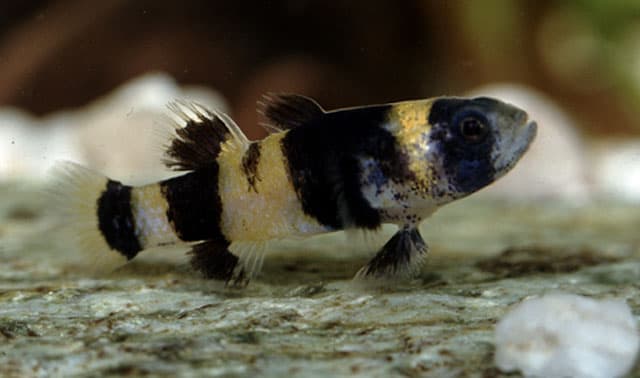 Bumble Bee Goby