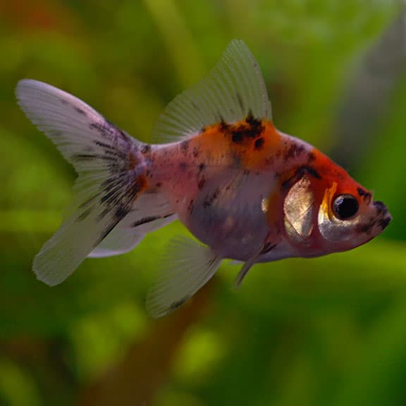 Calico Fantail Goldfish