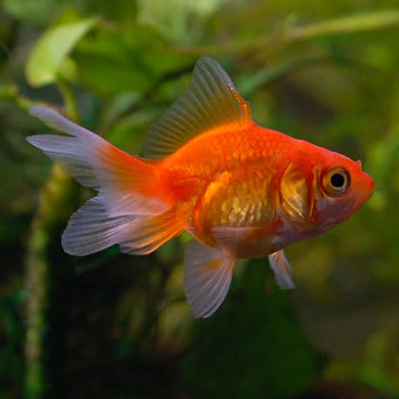 Red Fantail Goldfish