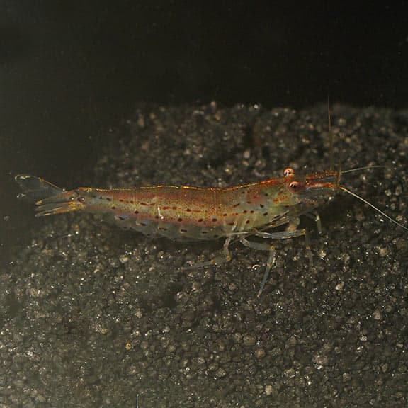 Japonica Amano Shrimp
