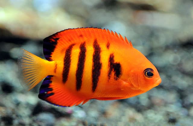 Flame Angelfish