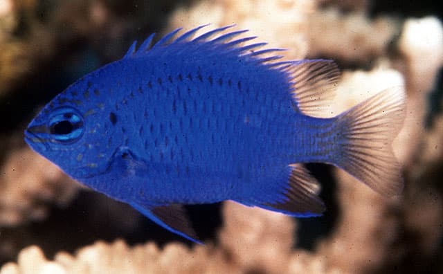 Blue Sapphire Damselfish