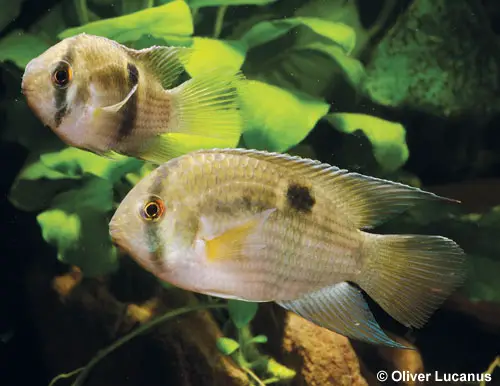Keyhole Cichlid