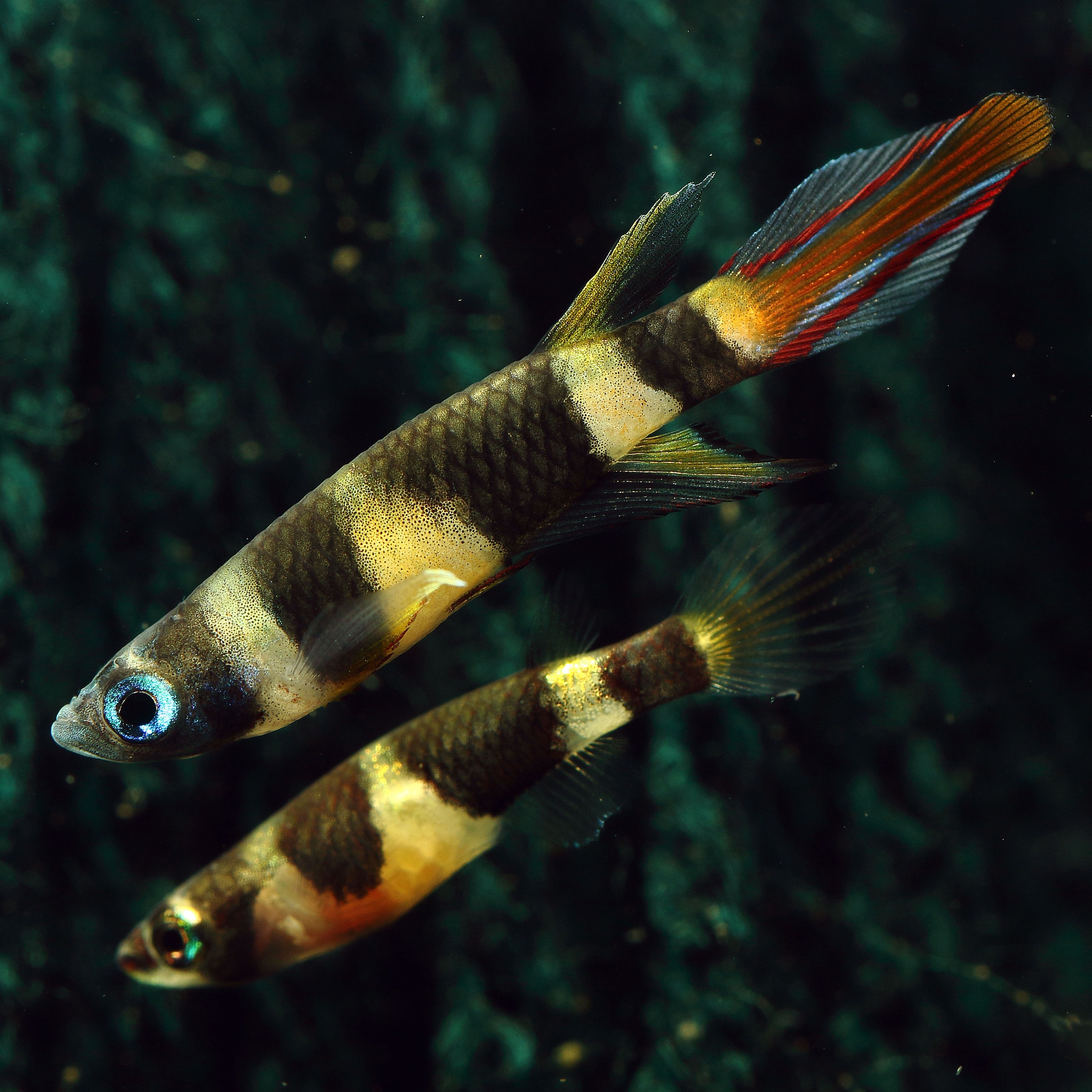 Clown Killifish