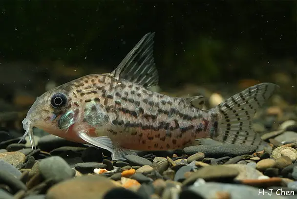 Acre Cory