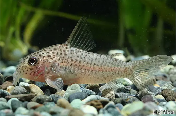 Corydoras albolineatus