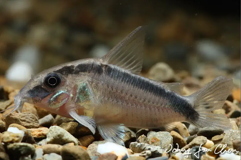 Skunk Cory