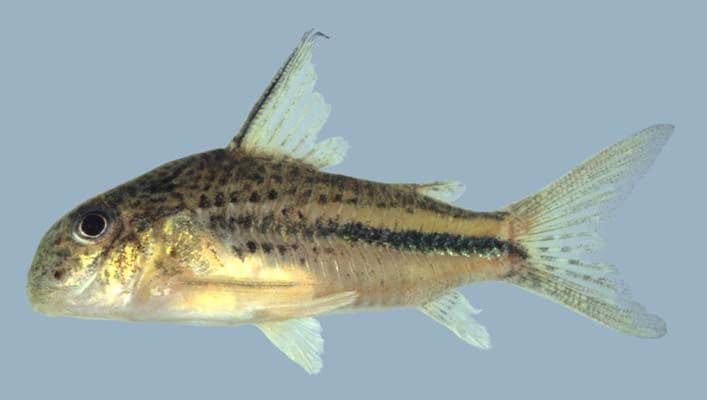 Blackstripe Cory
