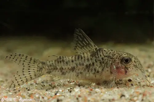 Barredtail Cory