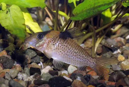 Saddle Cory