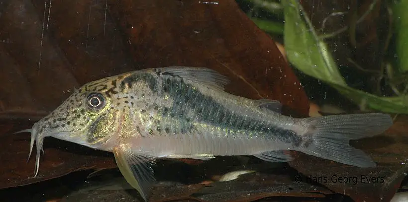 Fowler's Cory
