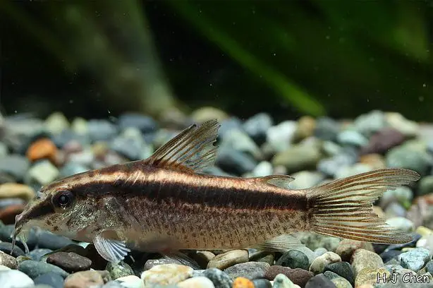 Corydoras gracilis
