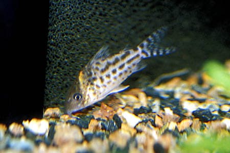 Corydoras incolicana