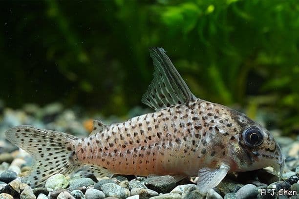 Corydoras kanei