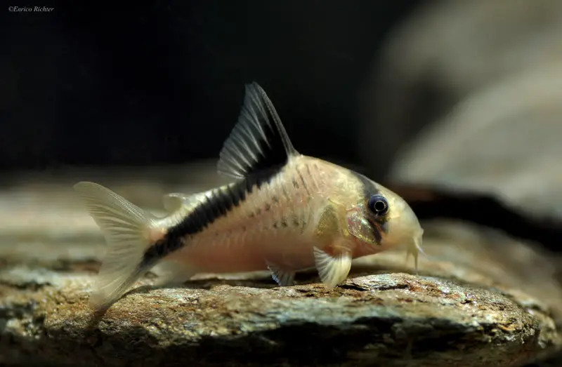 False Bandit Cory