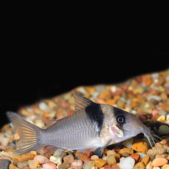 Virginae Corydoras Catfish