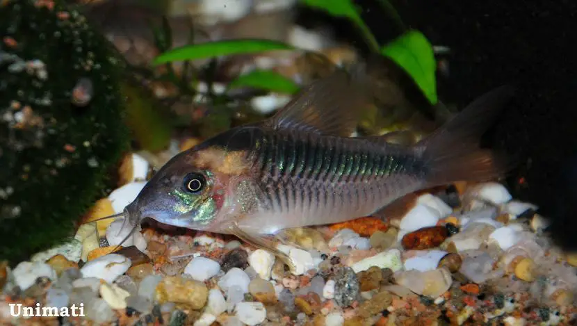 Black Band Cory