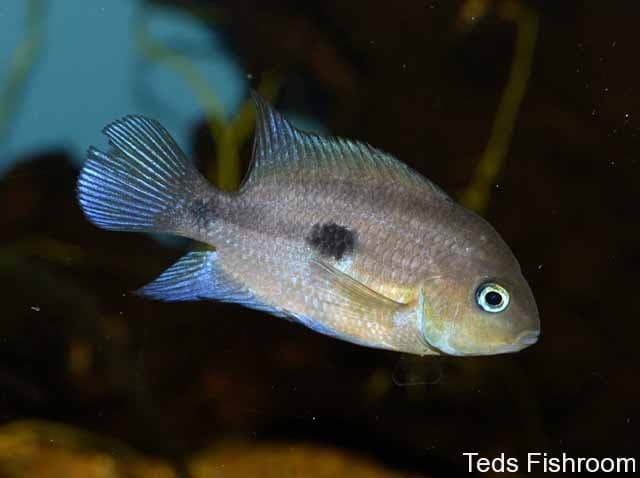 Topaz Cichlid
