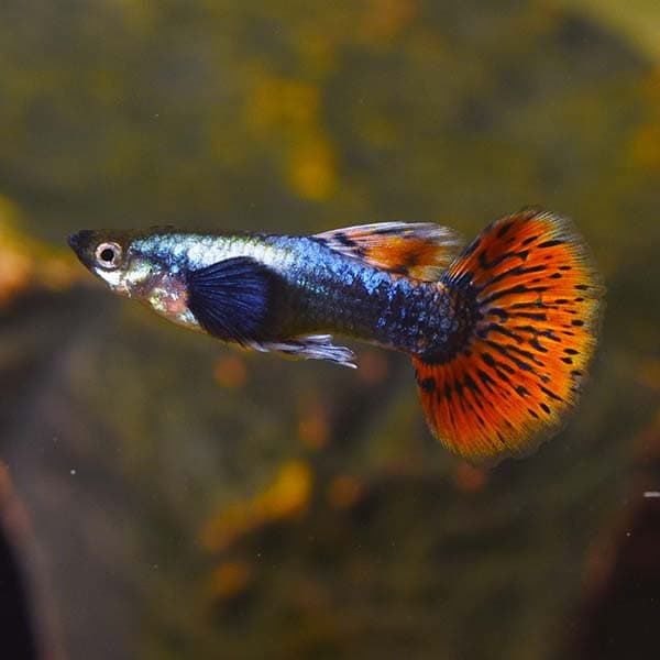 Dumbo Ear Guppy
