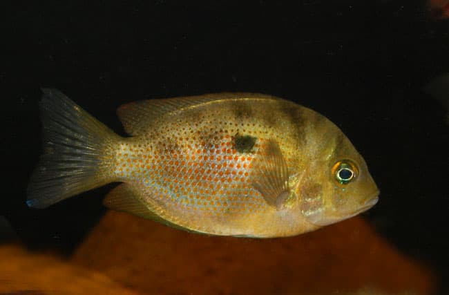 Orange Chromide