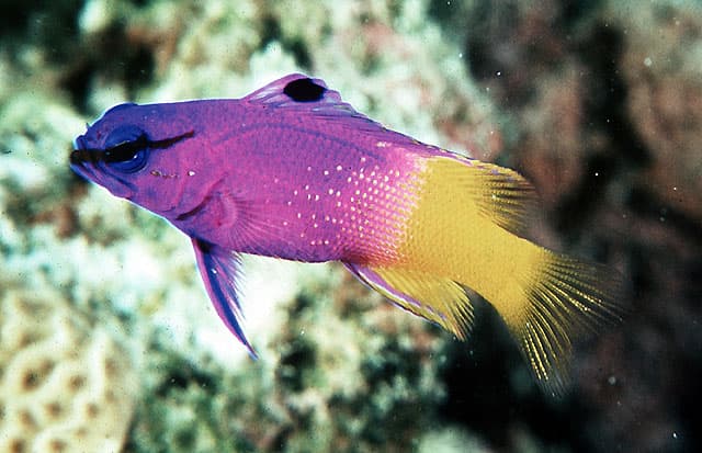 Royal Gramma Basslet