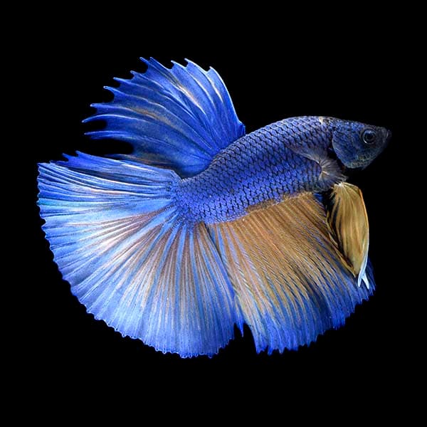 Halfmoon Betta (Male)