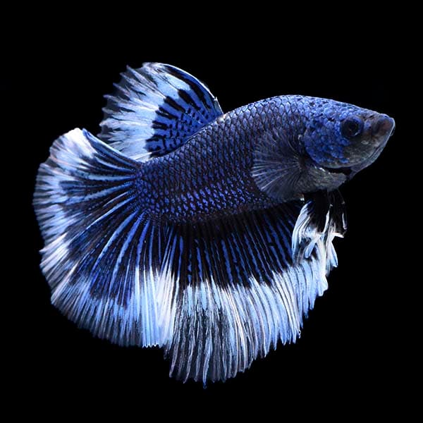 Halfmoon Butterfly Betta (Male)