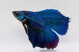 Halfmoon Doubletail Betta (Male)