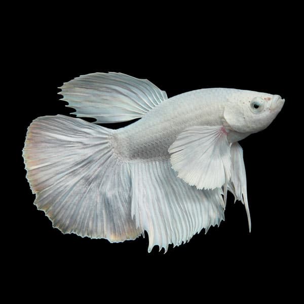 Halfmoon Platinum Betta (Male)