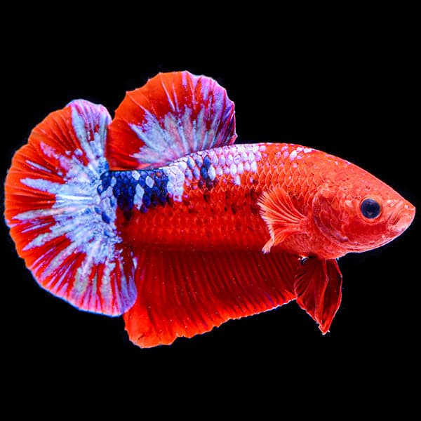 Hellboy Plakat Betta (Male)