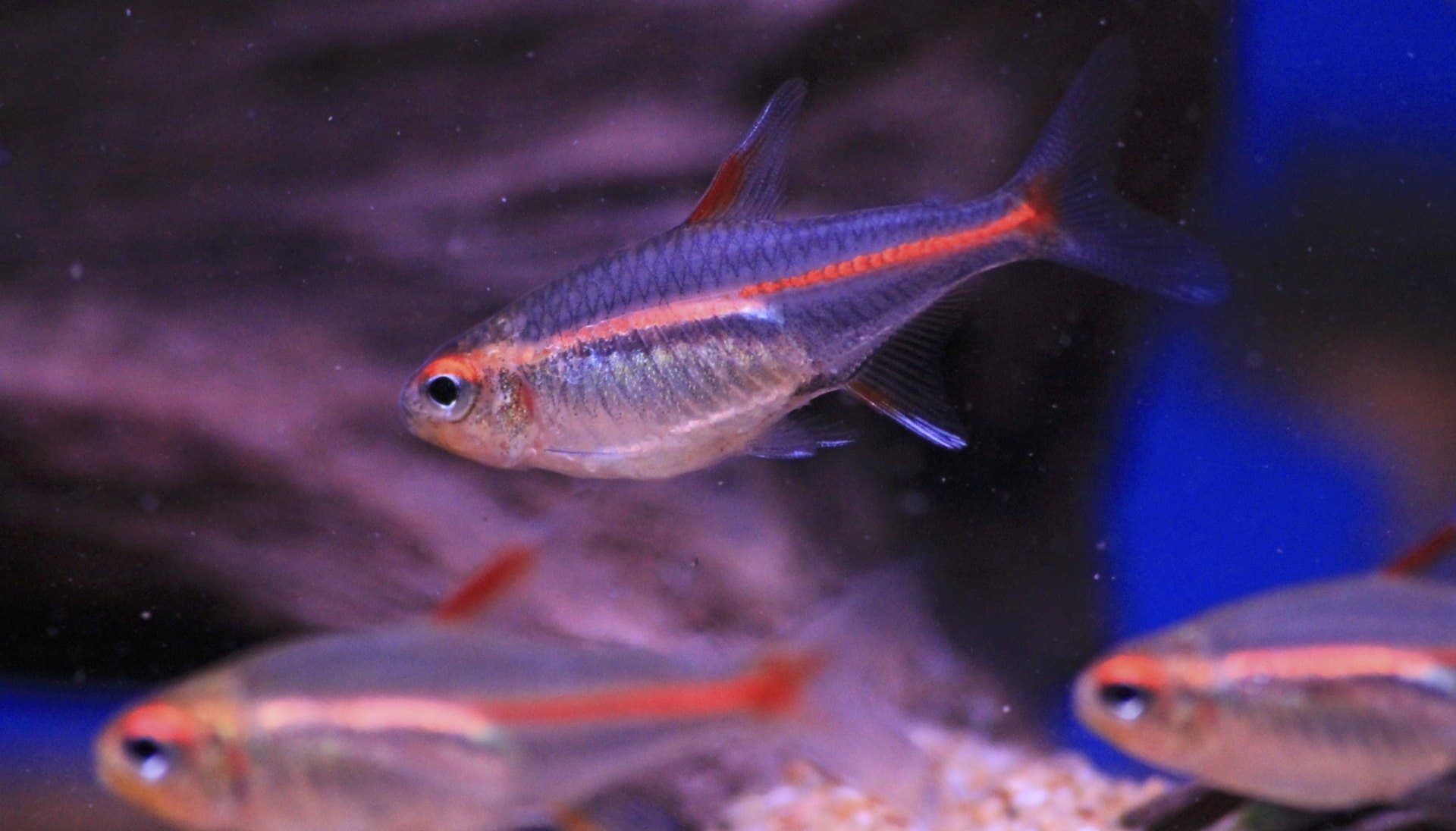 Glowlight Tetra