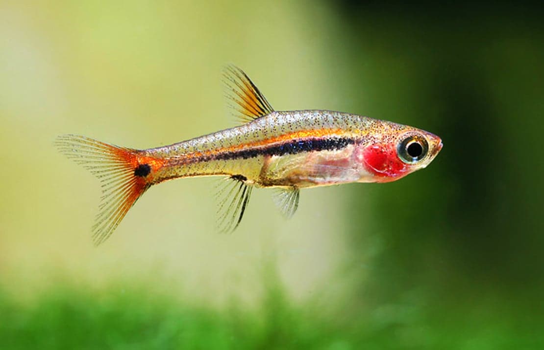 Least Rasbora